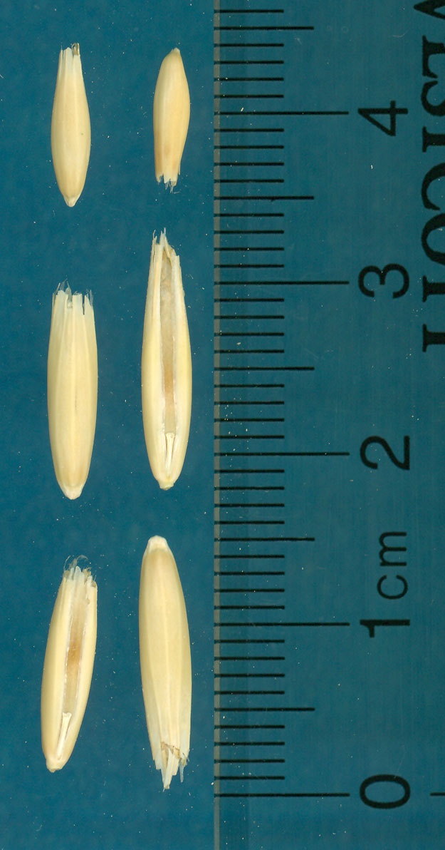 KERNELS