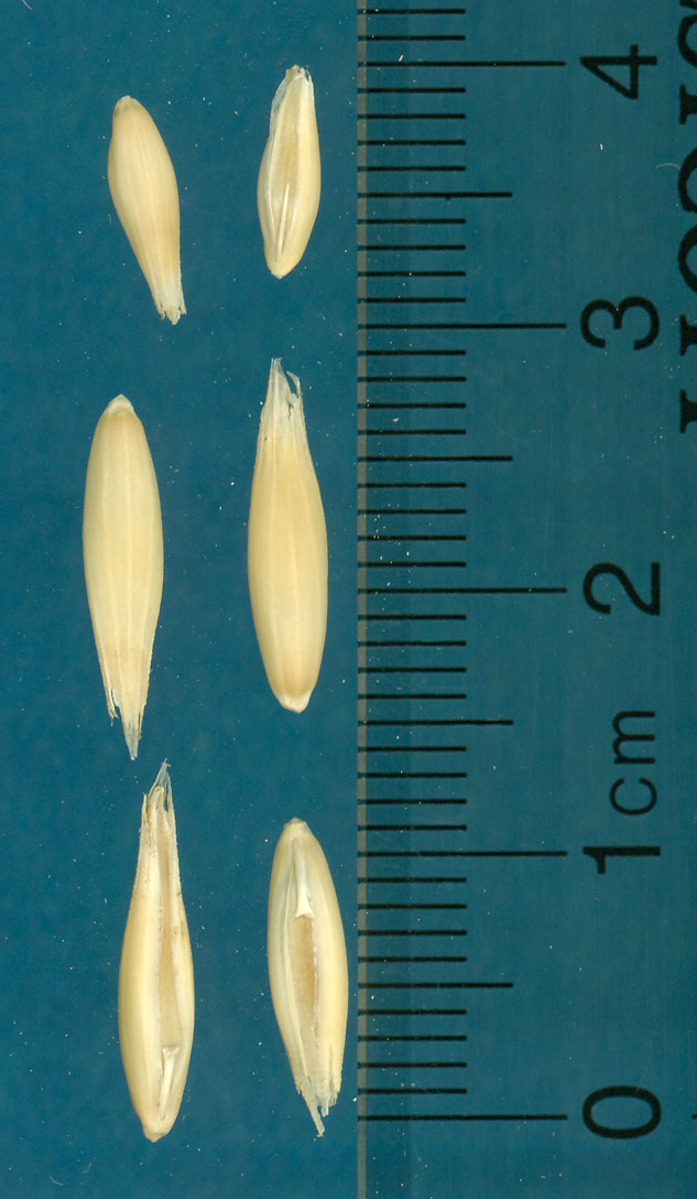 KERNELS