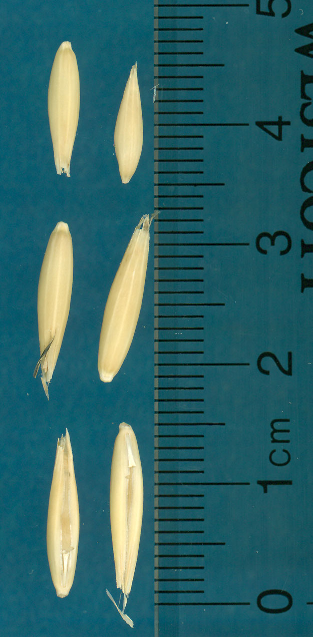 KERNELS