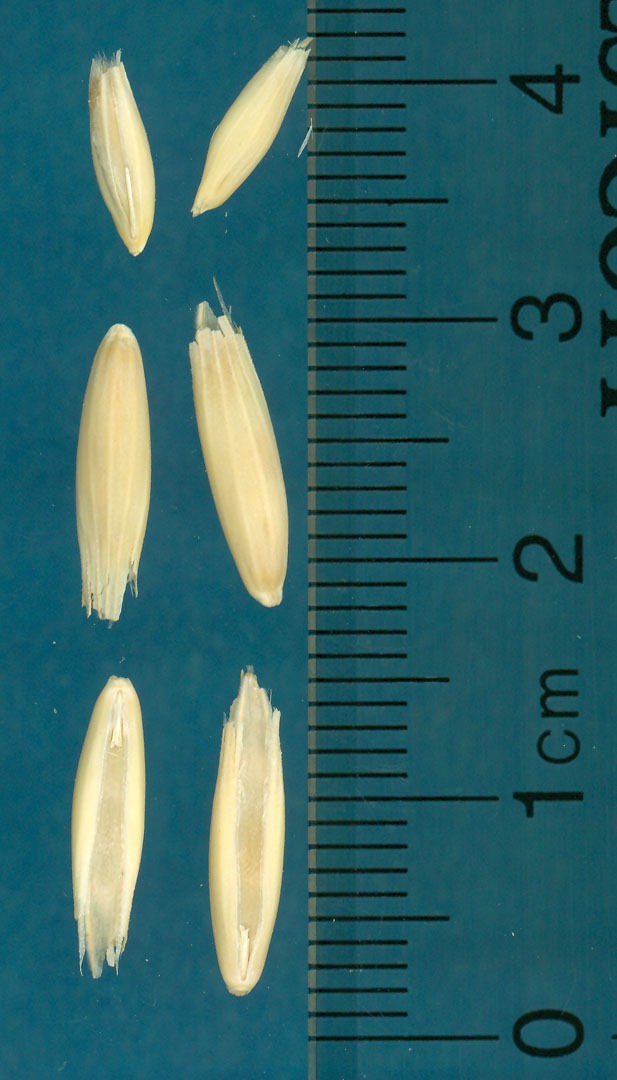 KERNELS