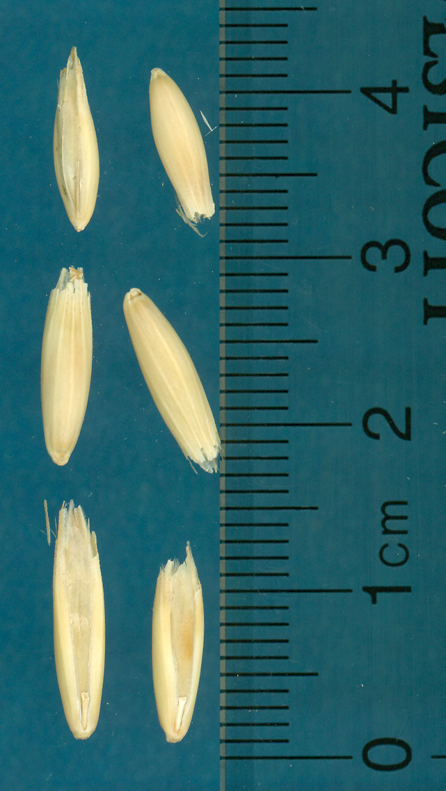 KERNELS