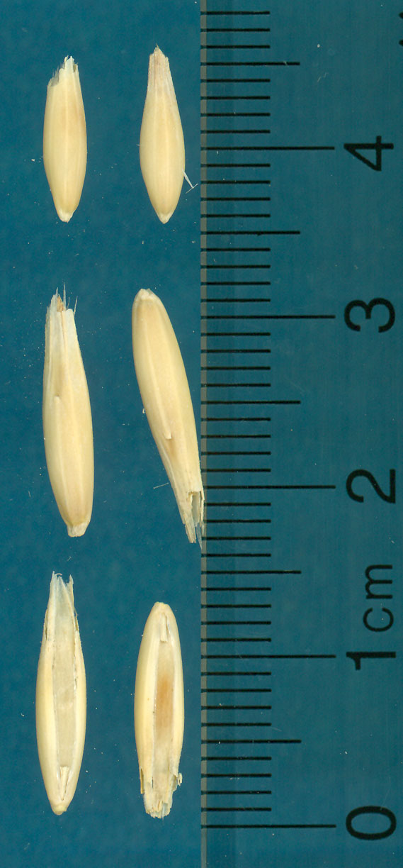 KERNELS
