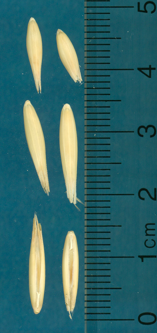 KERNELS