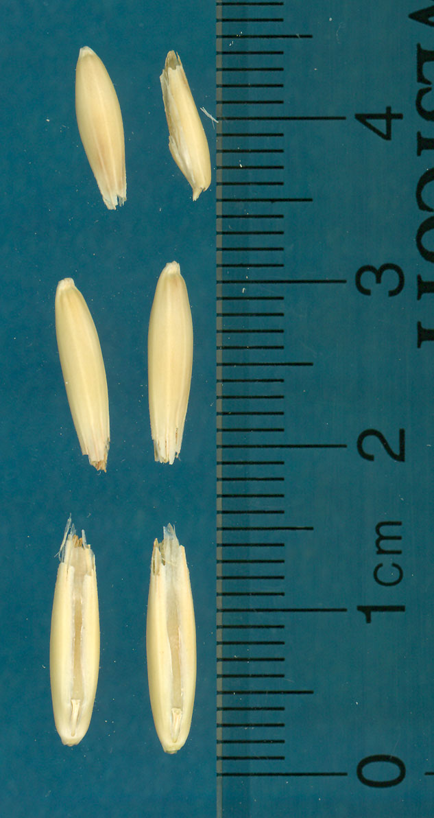 KERNELS