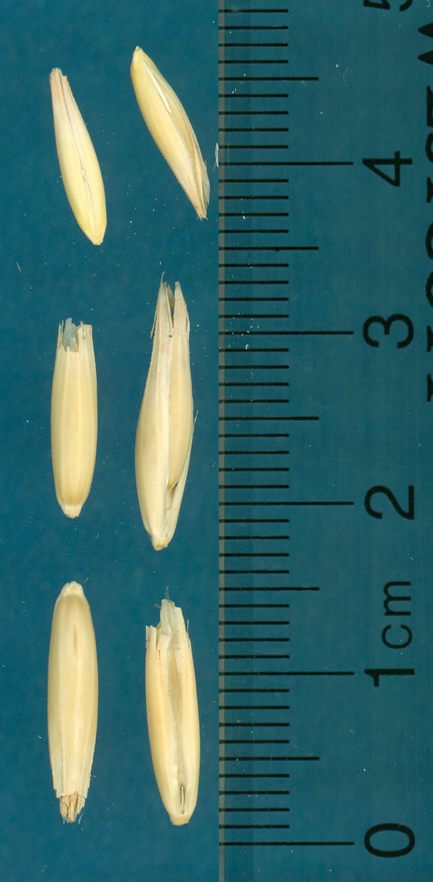 KERNELS
