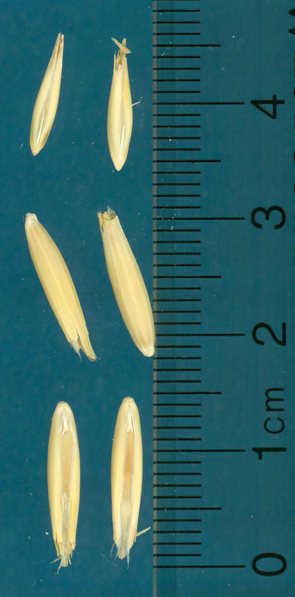 KERNELS