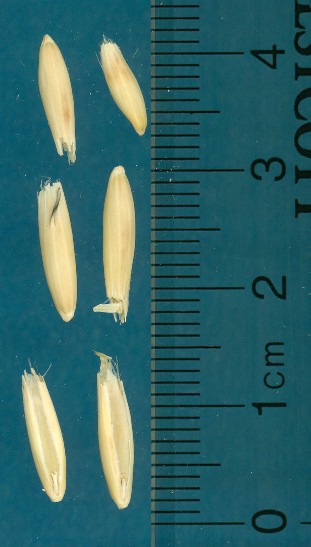 KERNELS