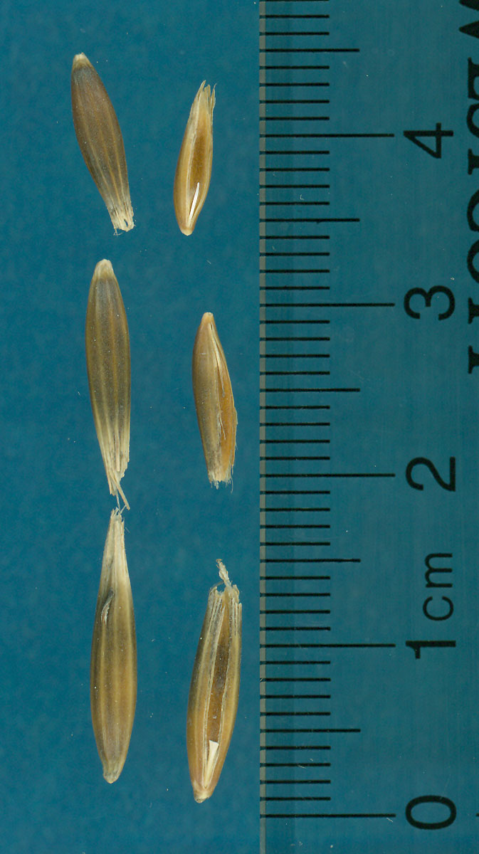 KERNELS