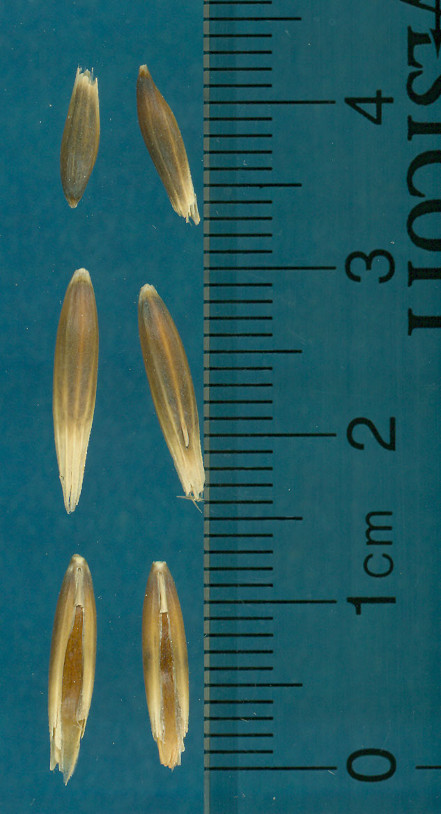 KERNELS