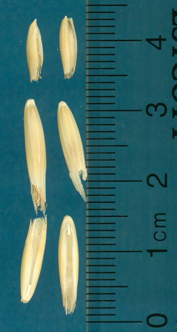 KERNELS