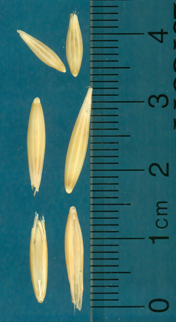 KERNELS