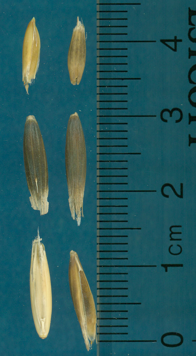 KERNELS