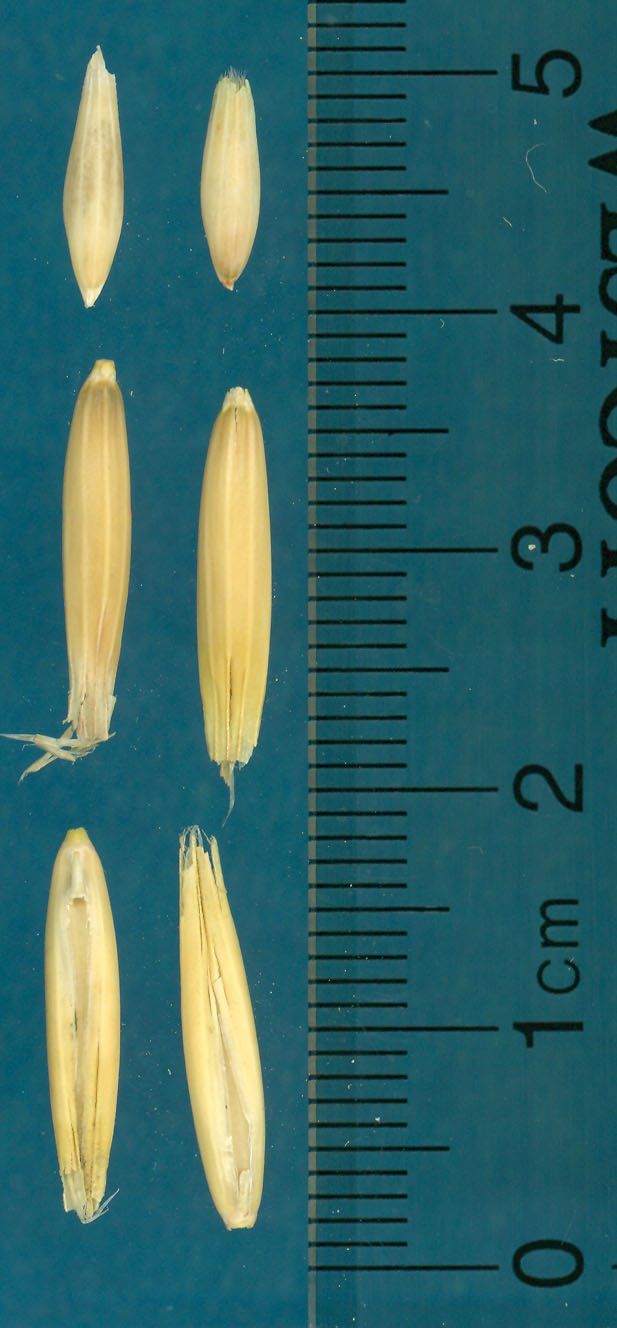 KERNELS