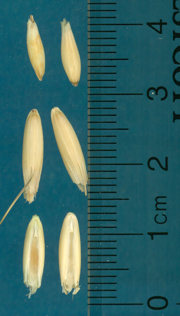 KERNELS