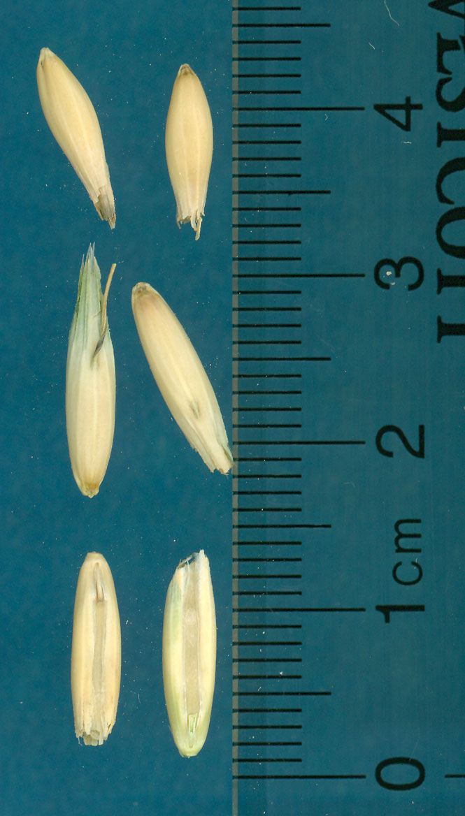 KERNELS