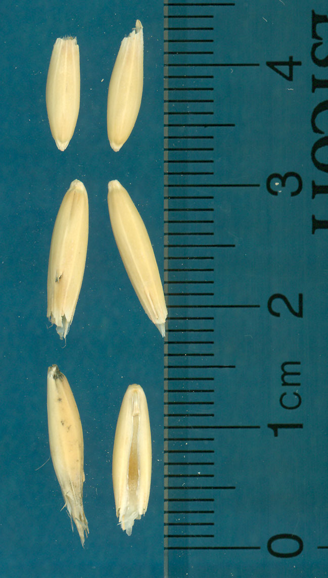 KERNELS