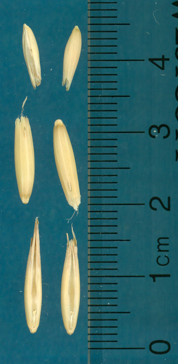 KERNELS
