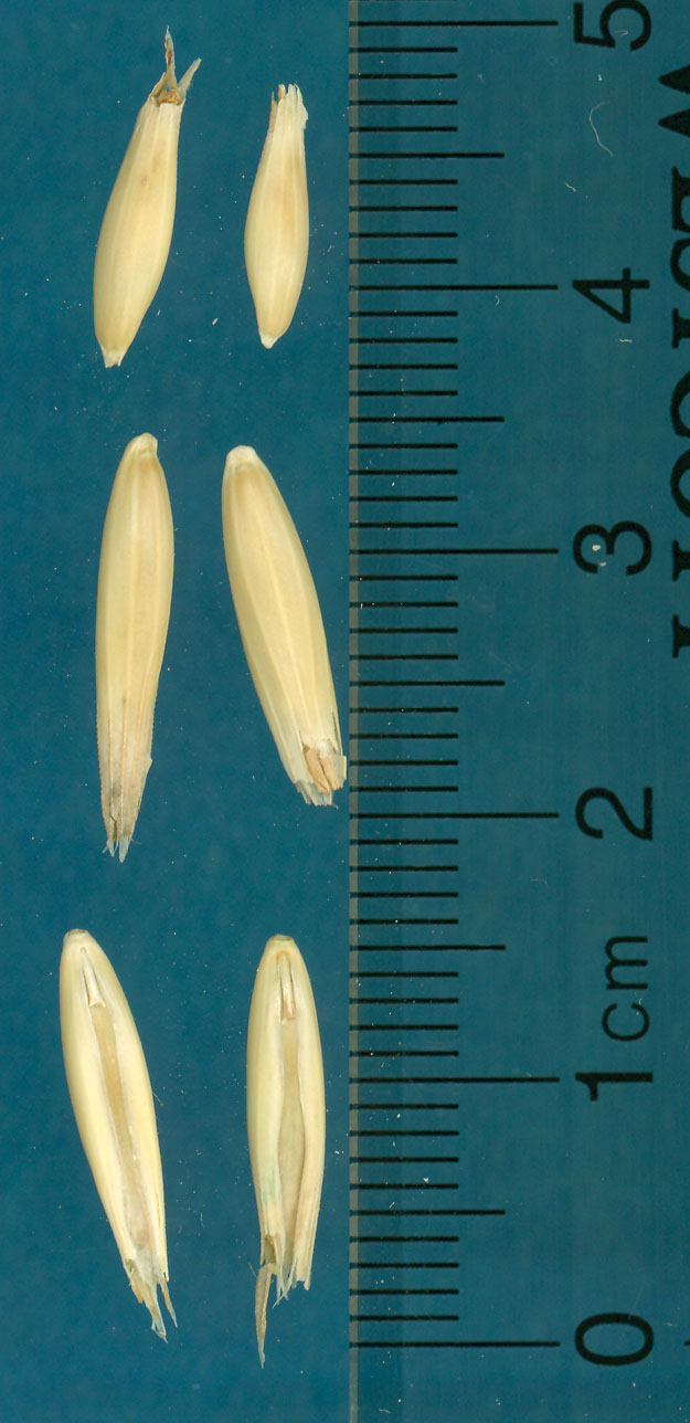 KERNELS
