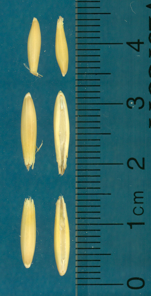 KERNELS