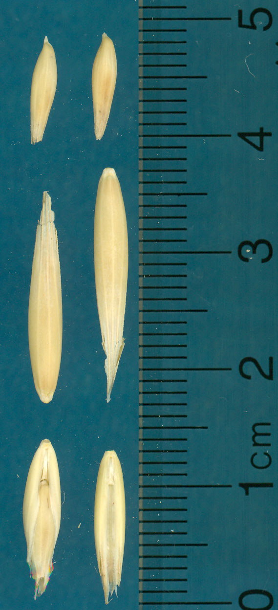 KERNELS