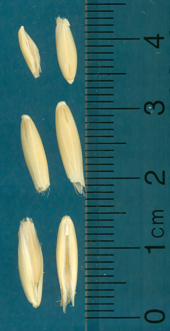 KERNELS