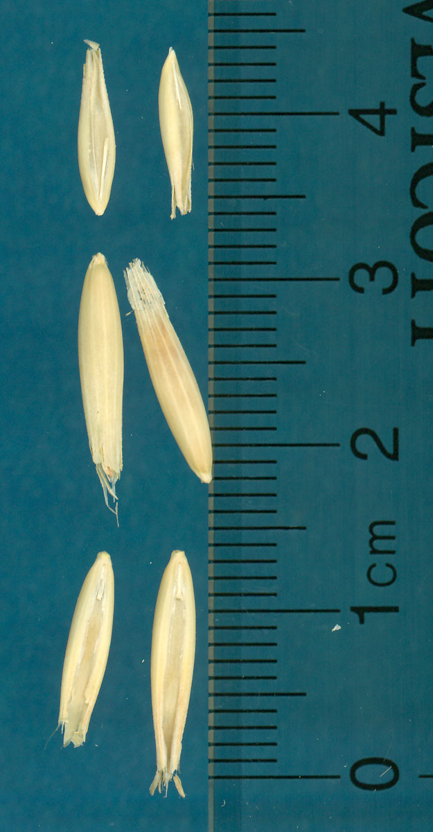 KERNELS