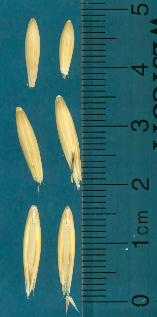 KERNELS
