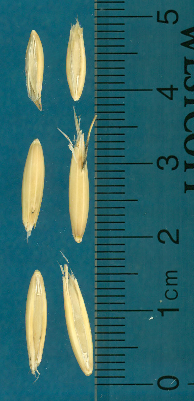 KERNELS