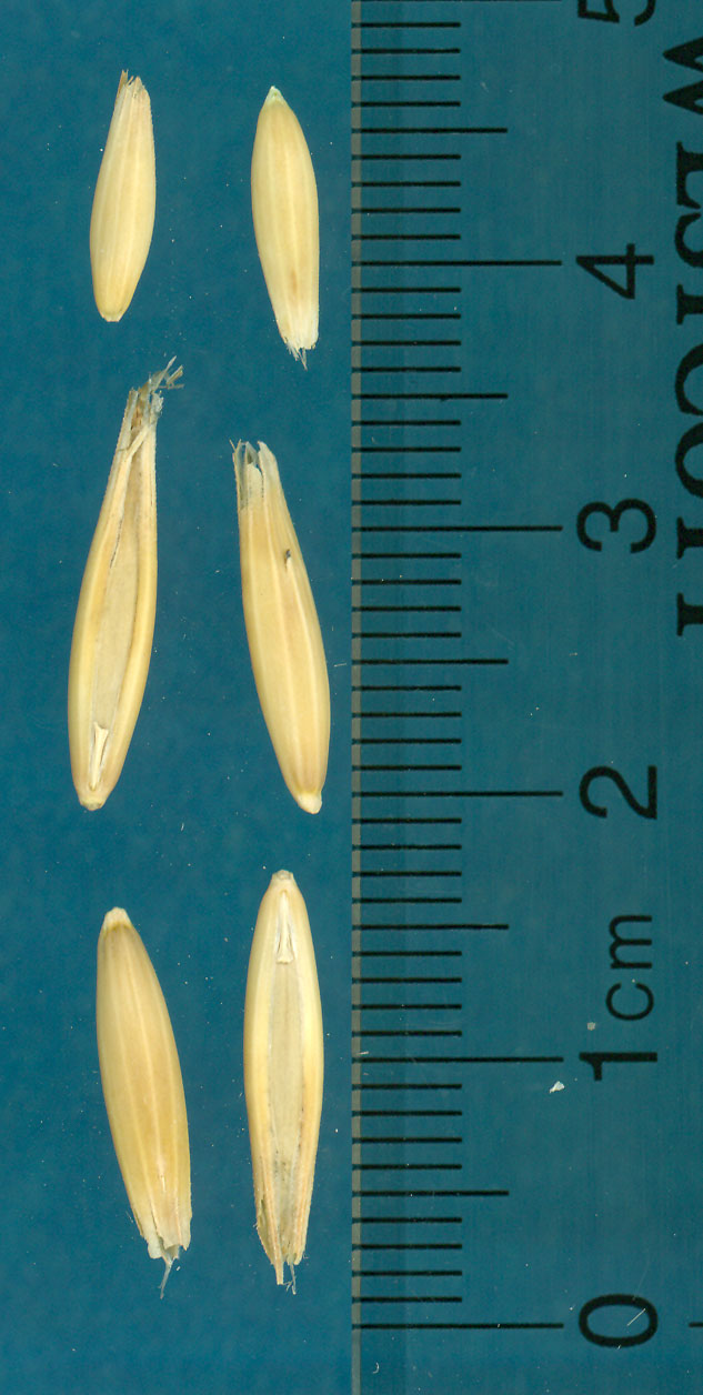 KERNELS