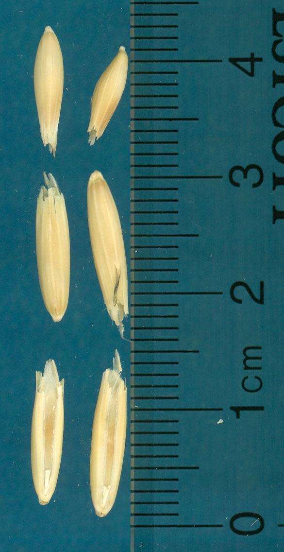 KERNELS