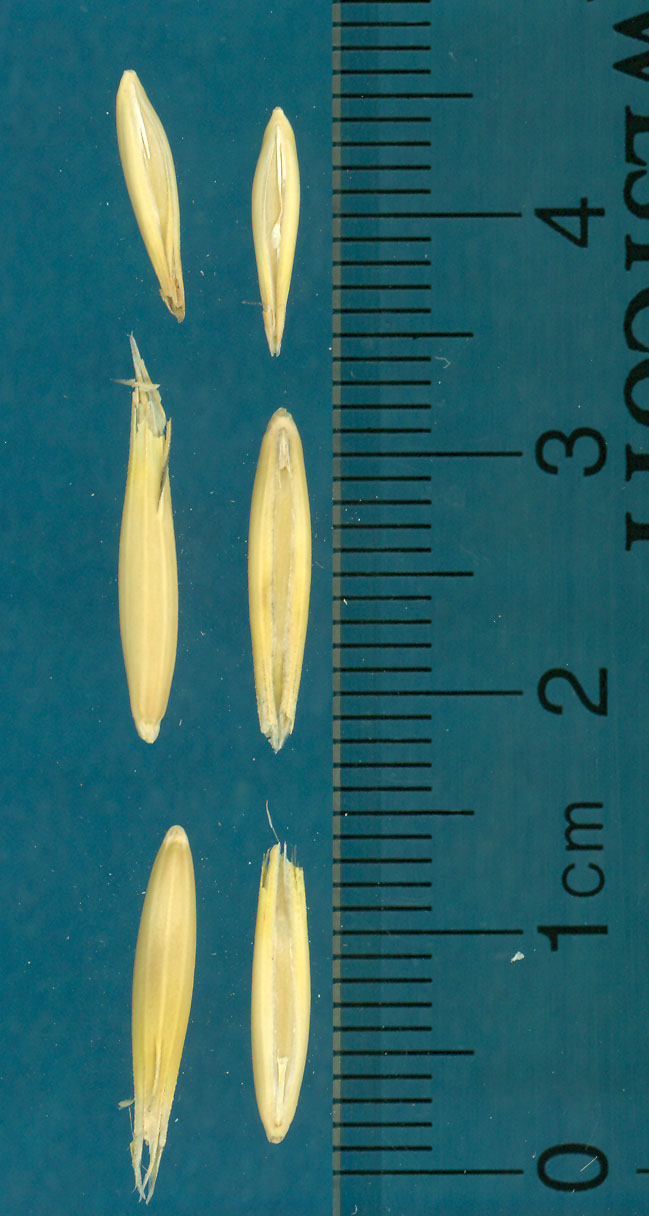 KERNELS