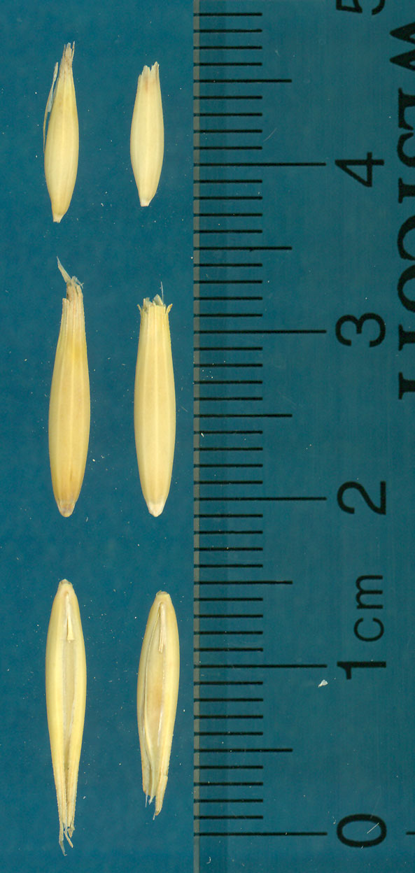 KERNELS