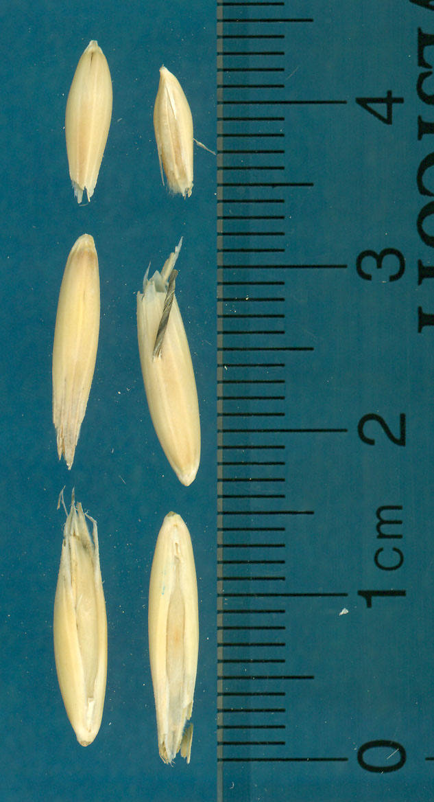 KERNELS