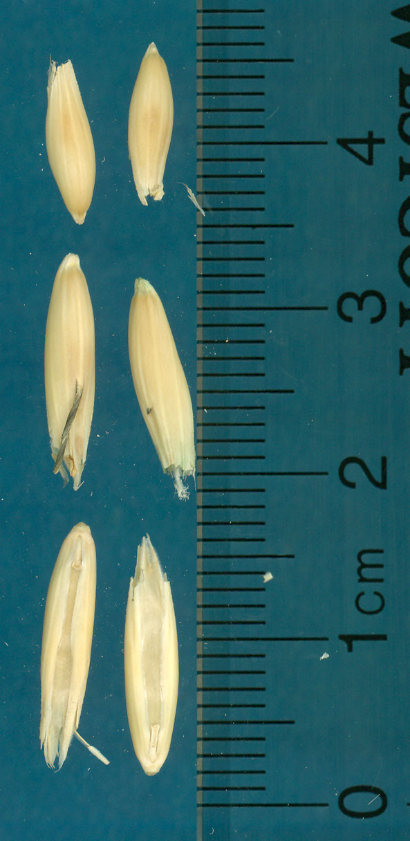 KERNELS