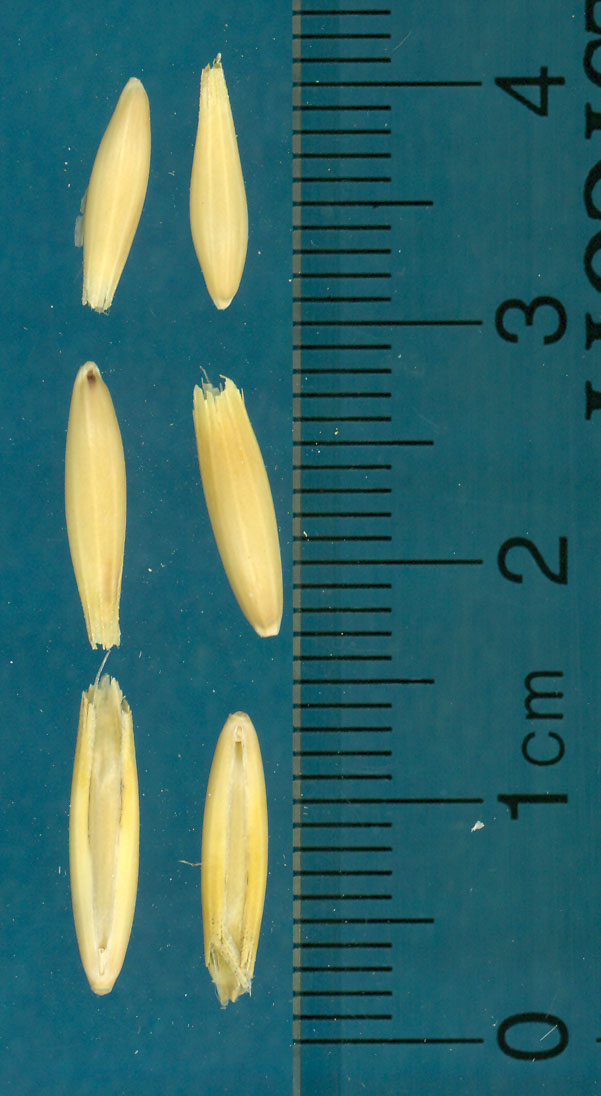 KERNELS