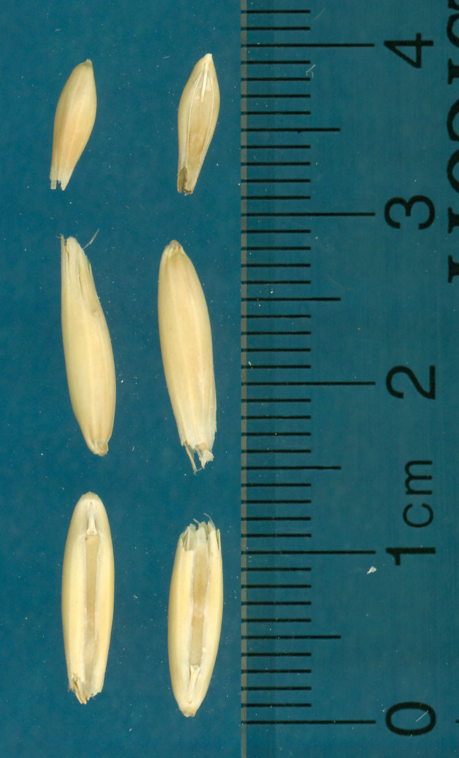 KERNELS