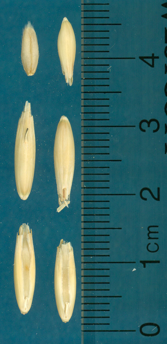 KERNELS