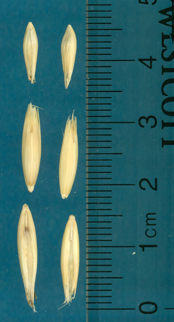 KERNELS