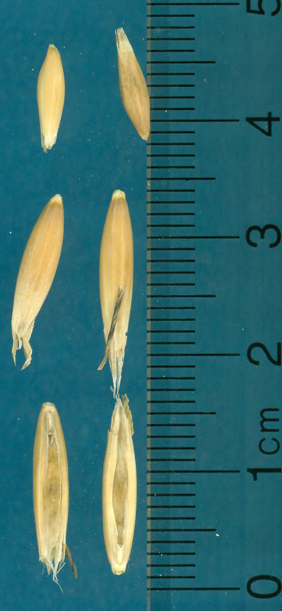 KERNELS