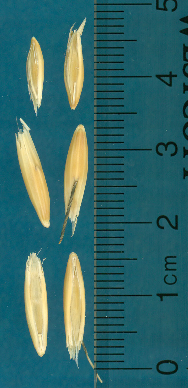 KERNELS