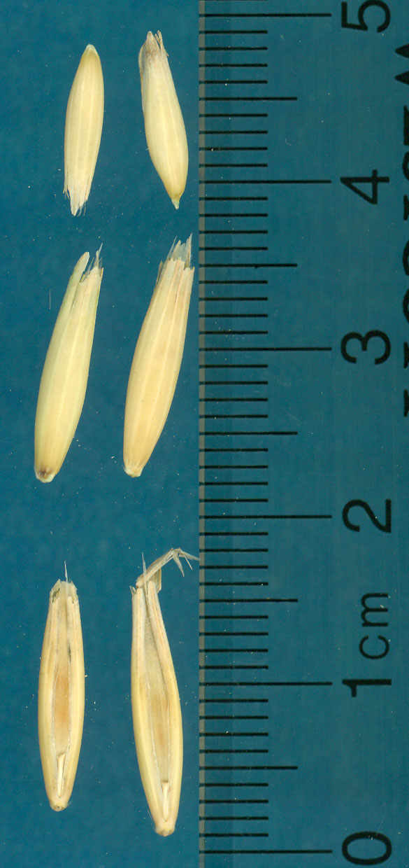 KERNELS