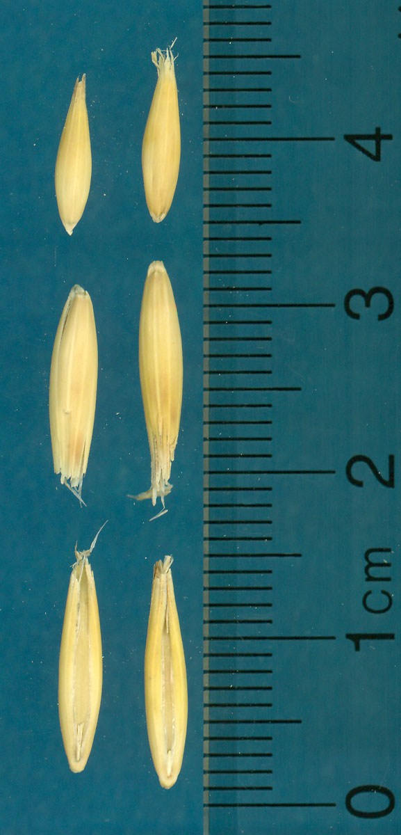 KERNELS