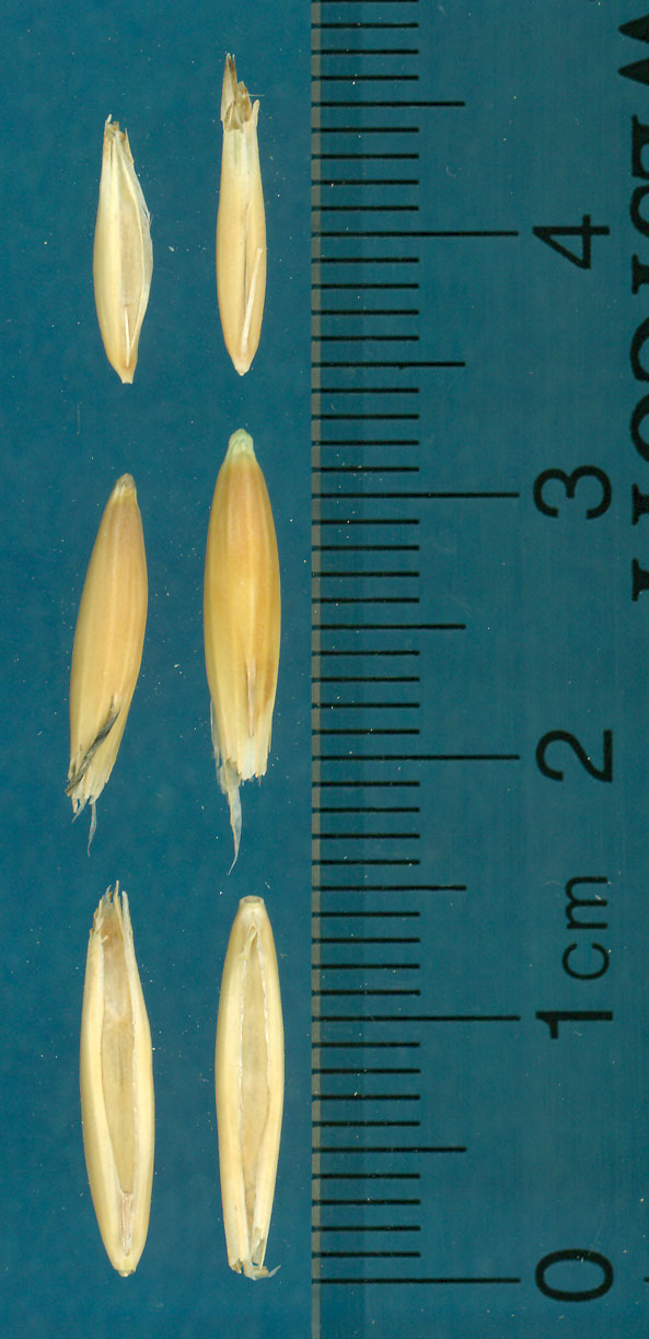 KERNELS