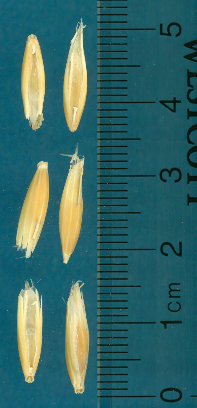 KERNELS