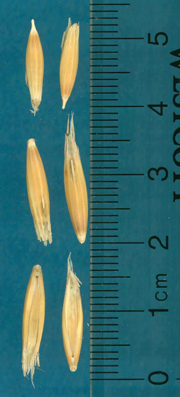 KERNELS