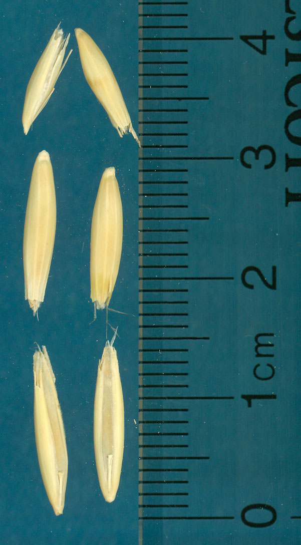 KERNELS