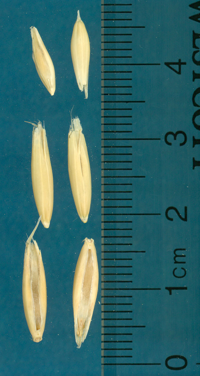 KERNELS
