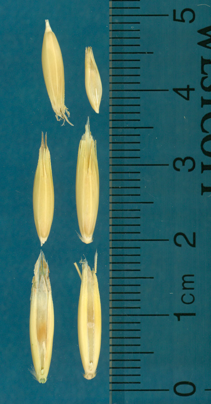 KERNELS