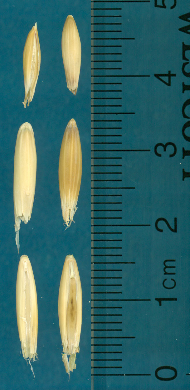 KERNELS