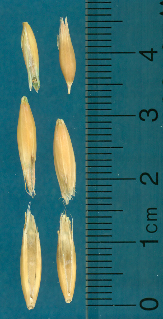 KERNELS